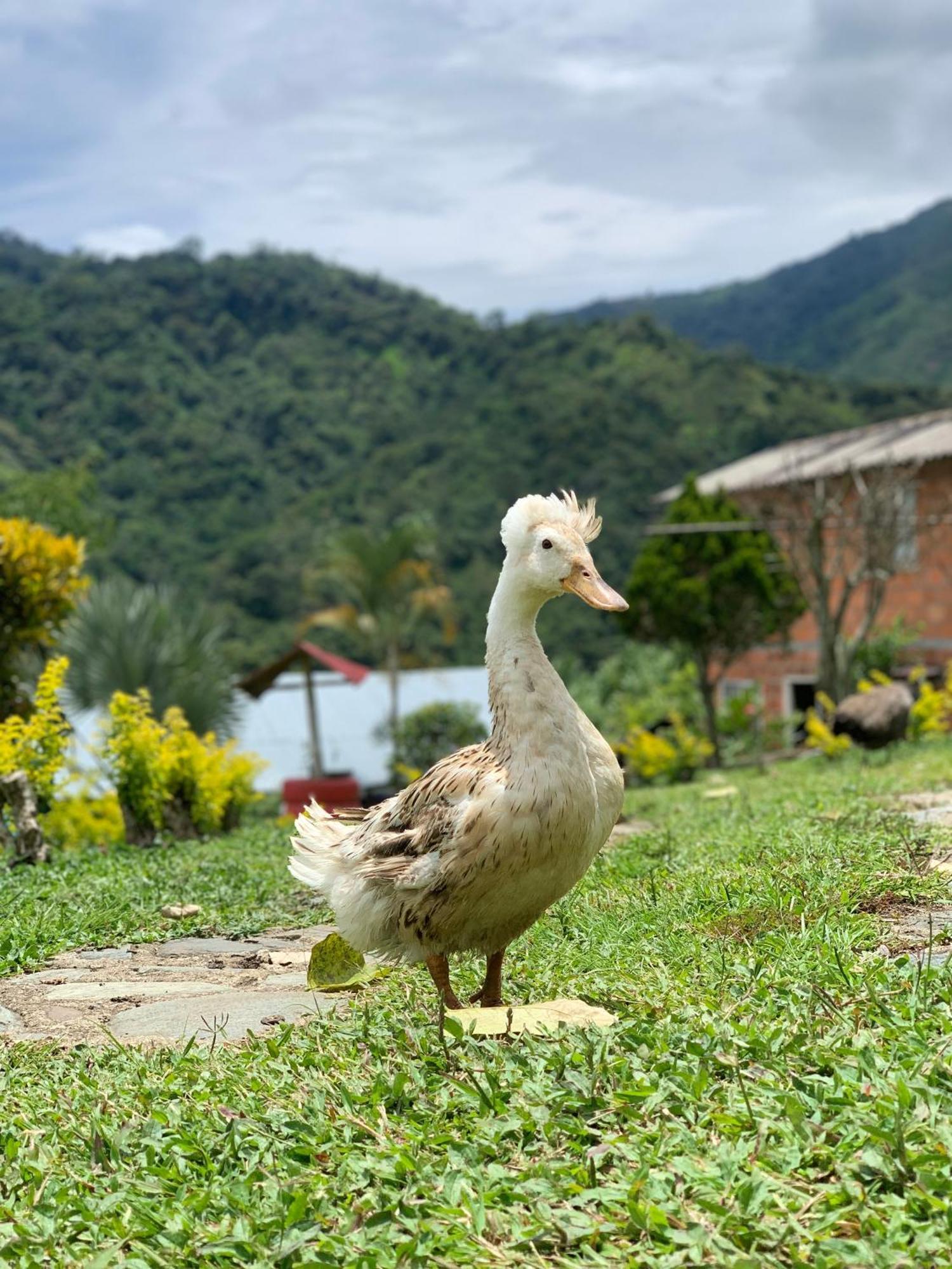 איבגו Finca Ecoparaiso מראה חיצוני תמונה